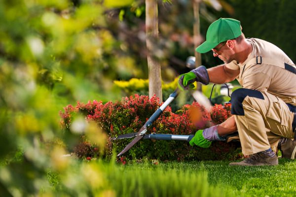 Professional Landscaping Services